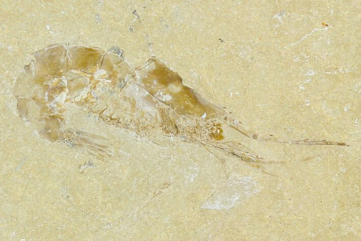 Cretaceous Fossil Shrimp - Lebanon #123943